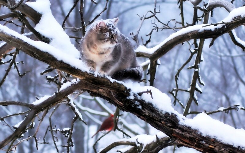 Cat on Snow-covered Branch — Gray