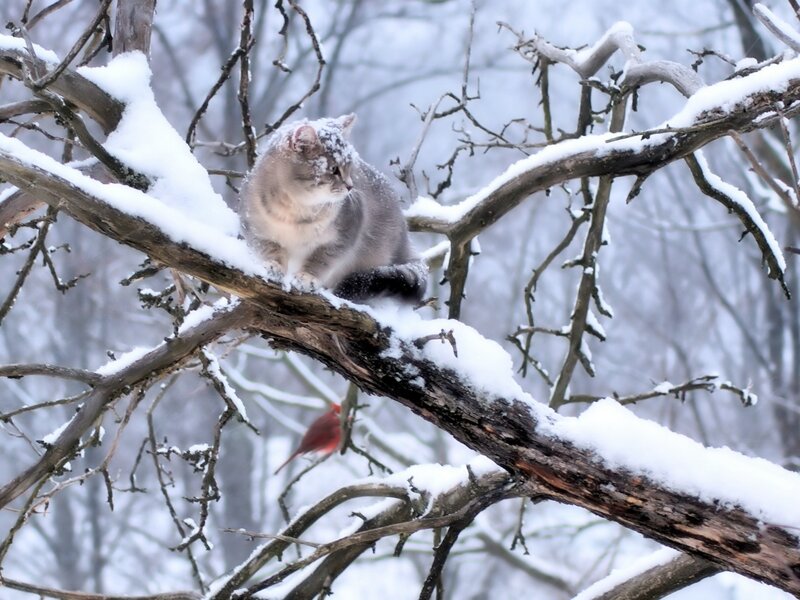 Cat on Snow-covered Branch