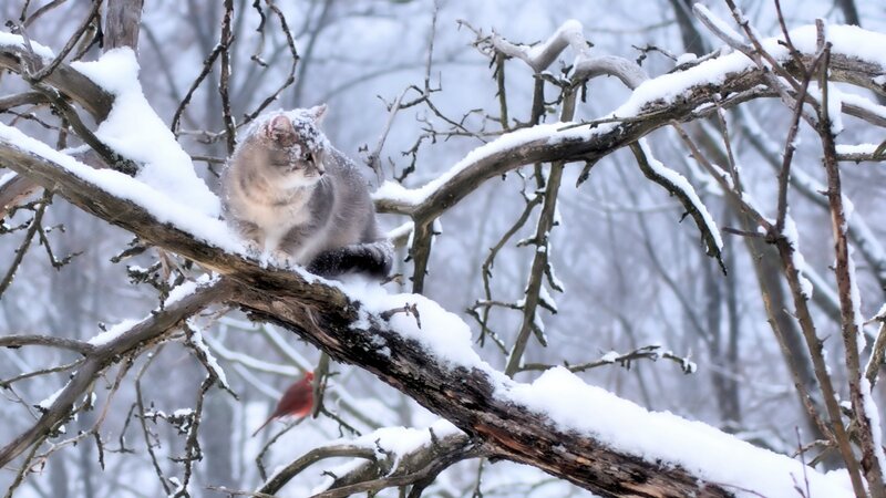 Cat on Snow-covered Branch — White