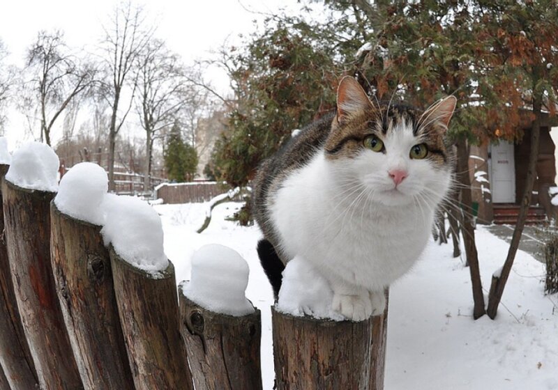 Cat on Snow-covered Fence