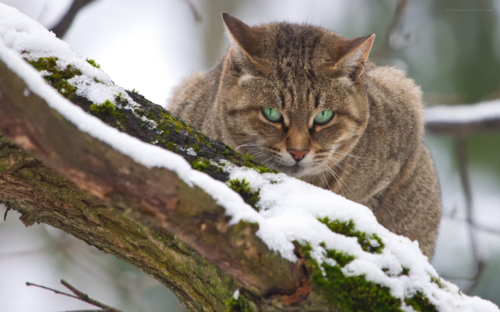 cat on snowy branch