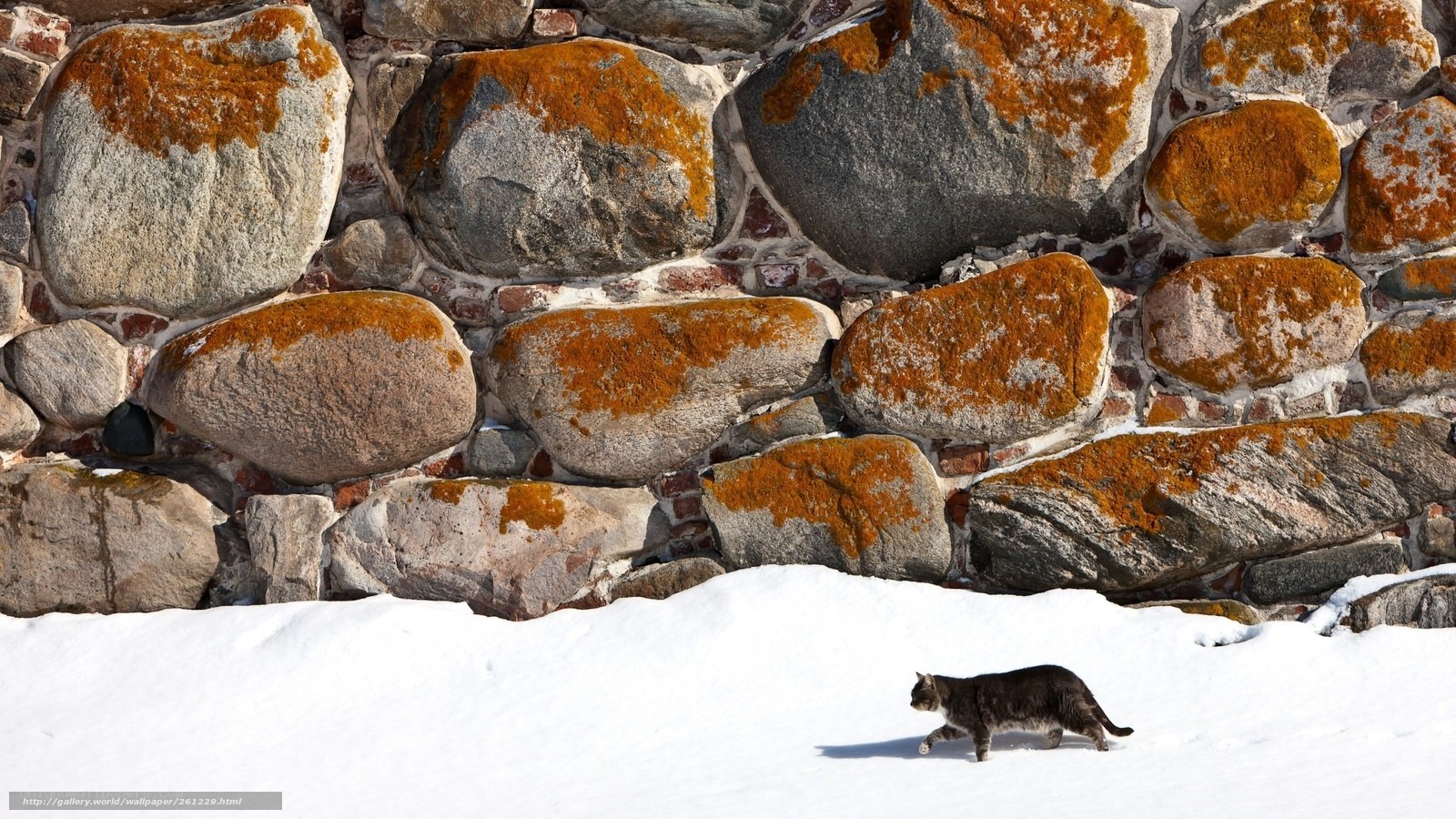 cat on snowy ground
