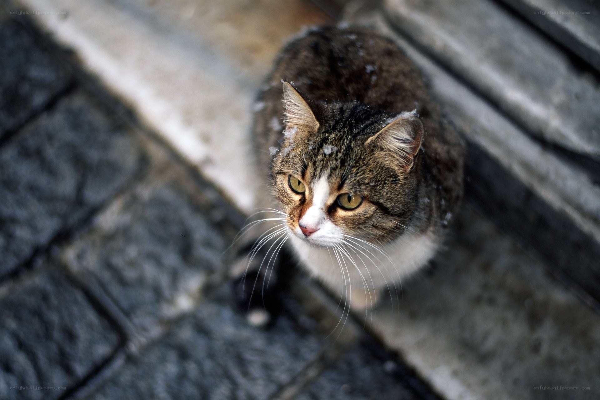 cat on snowy steps