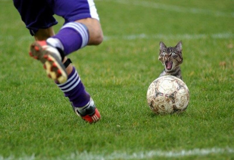 Cat on Soccer Field — Green