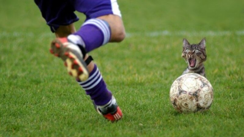 Cat on Soccer Field