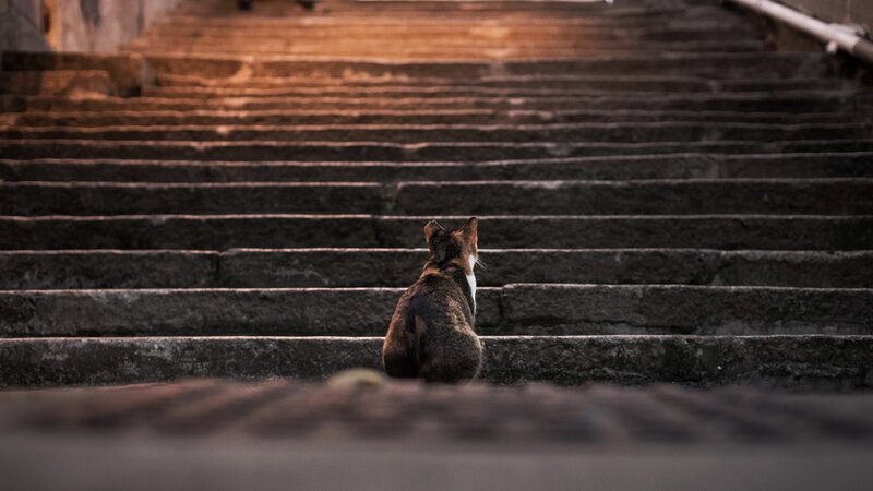 Cat on Stone Stairs