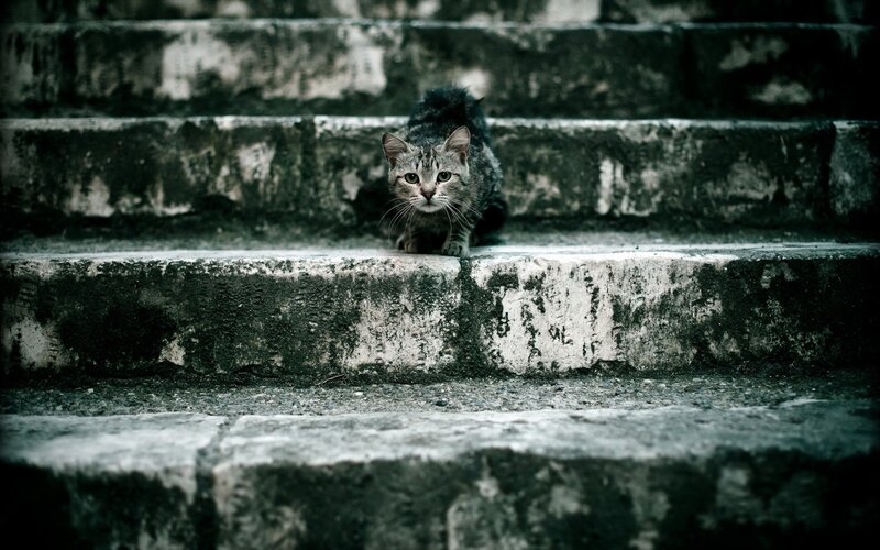 cat on stone steps