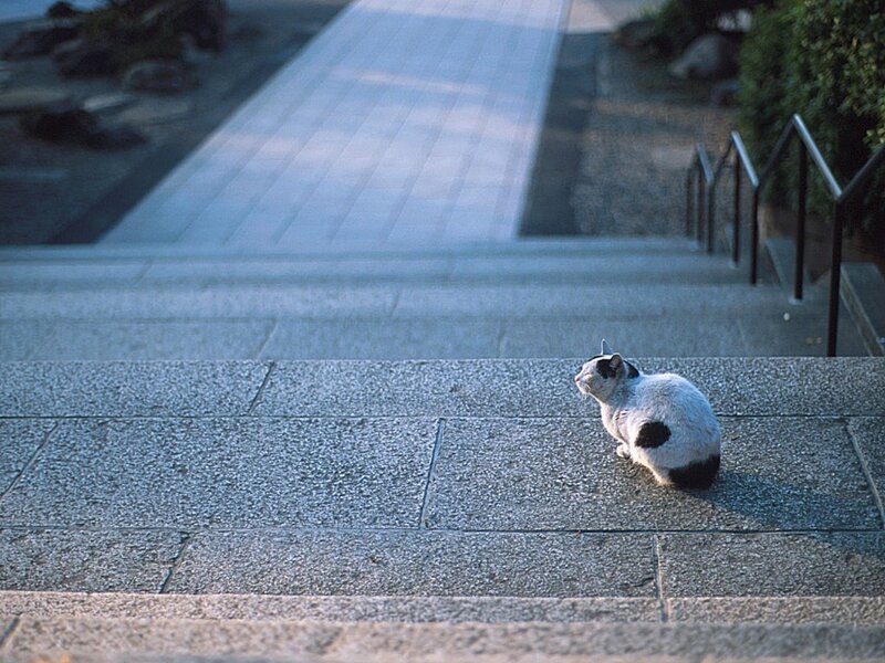 cat on stone steps