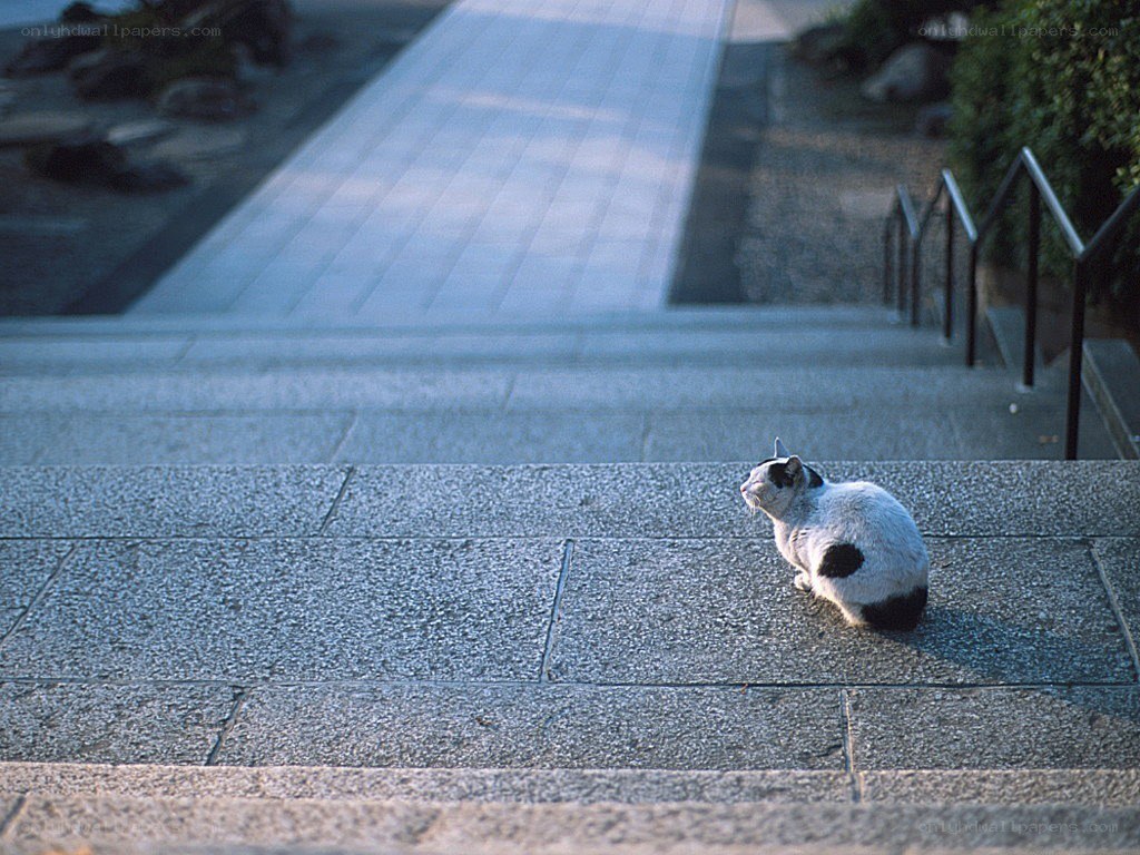 cat on stone steps