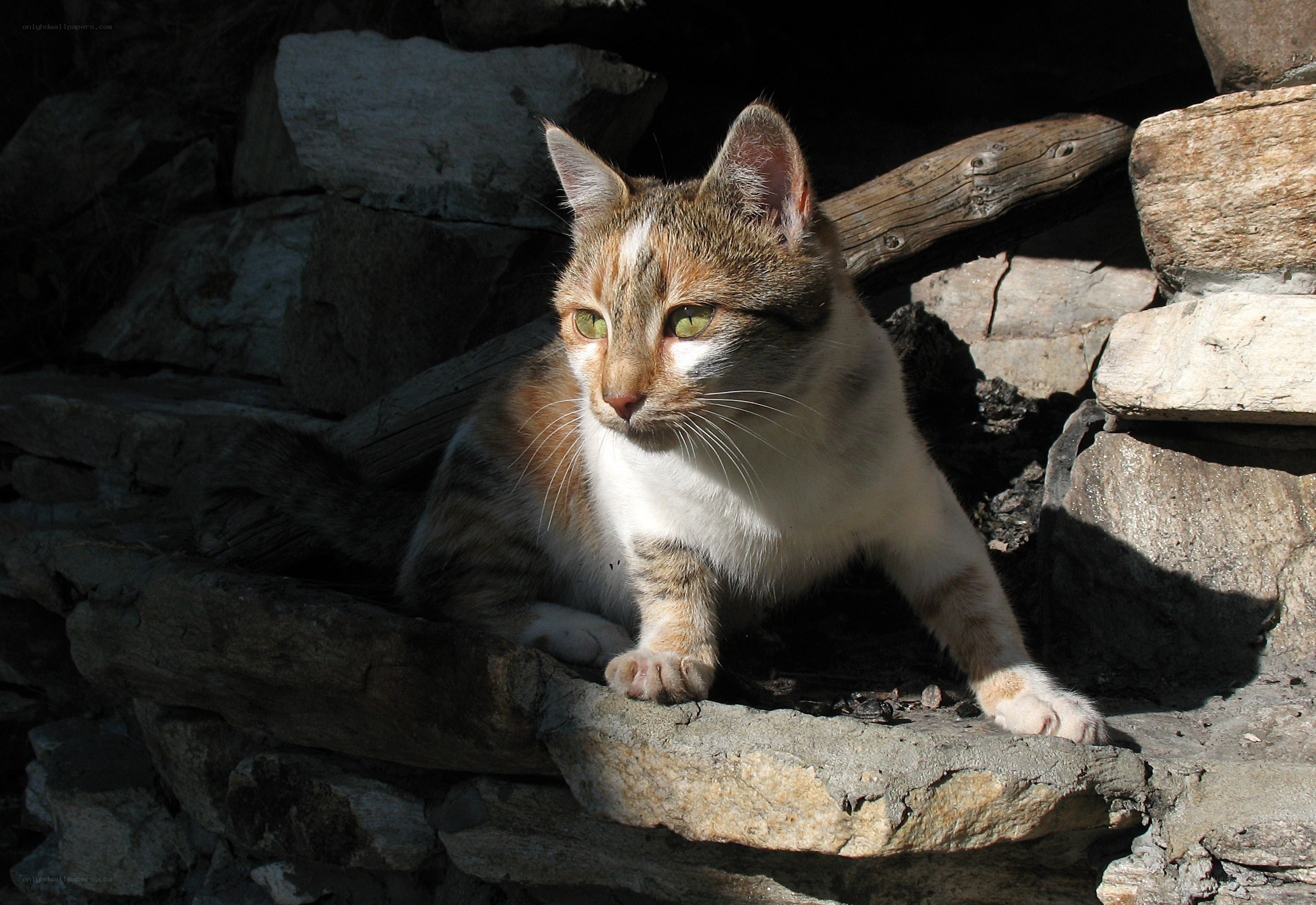 cat on stone wall