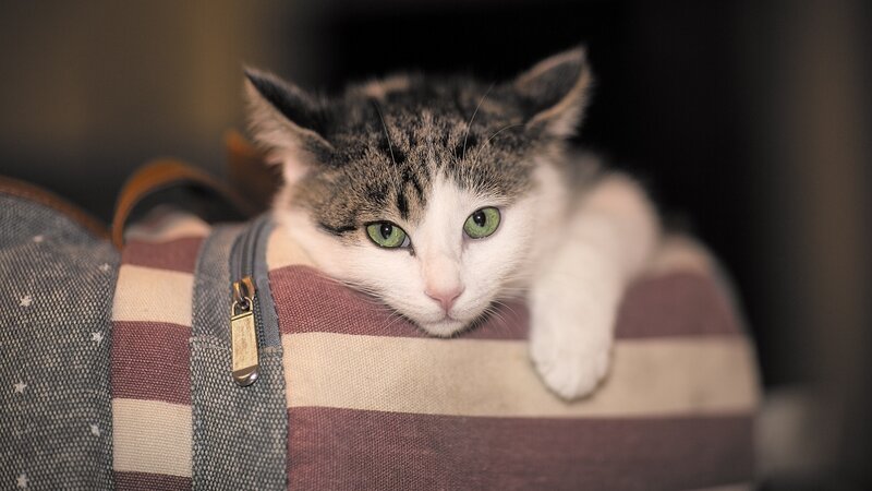 Cat on Striped Bag
