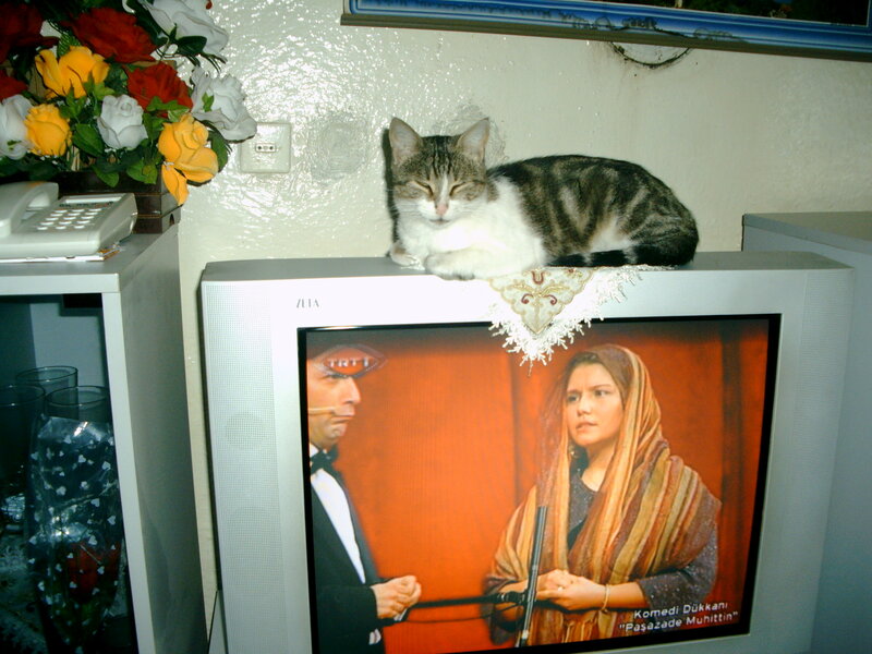 Cat on Television