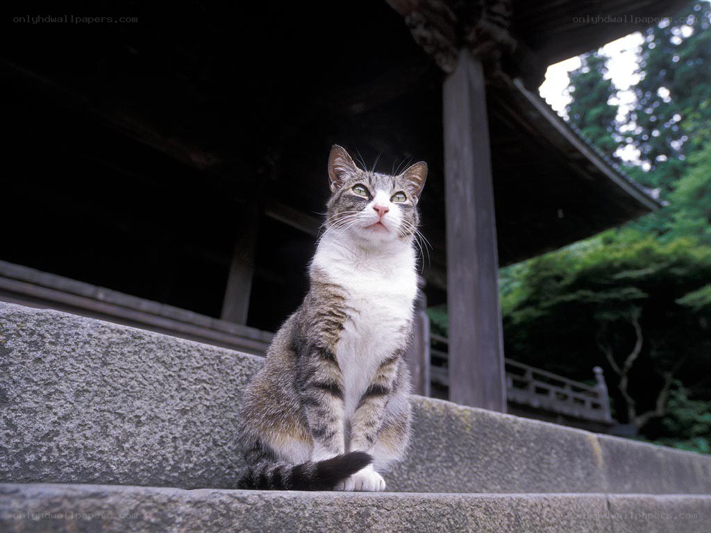 cat on temple steps