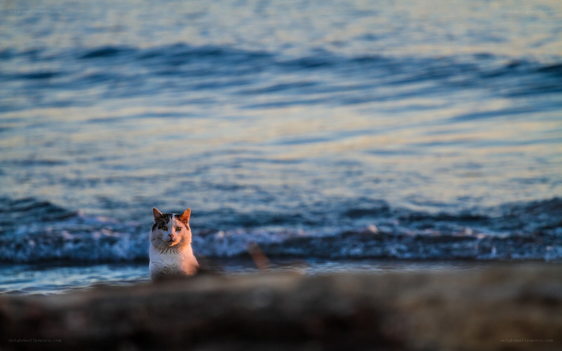 cat on the beach at sunset