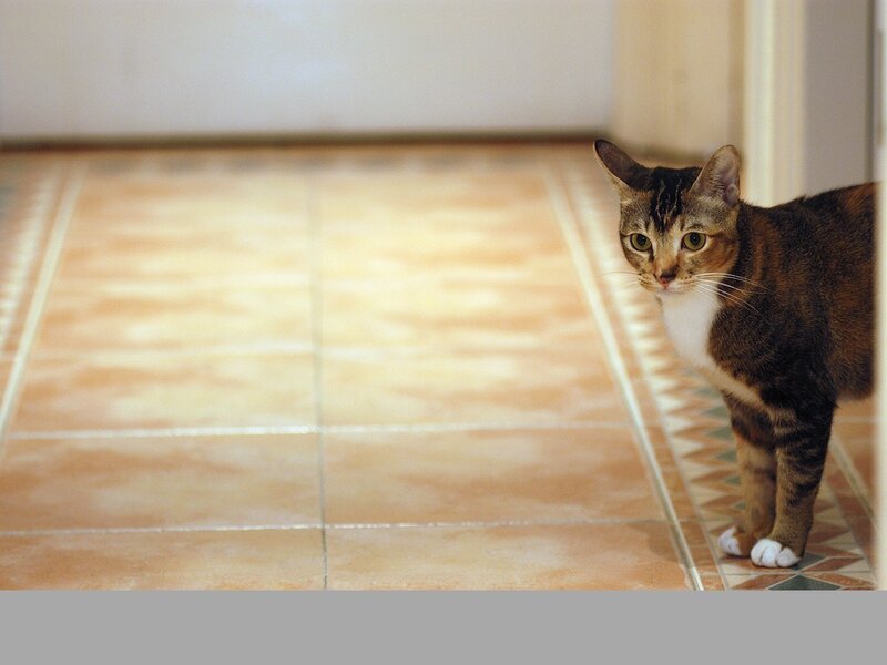 cat on tiled floor