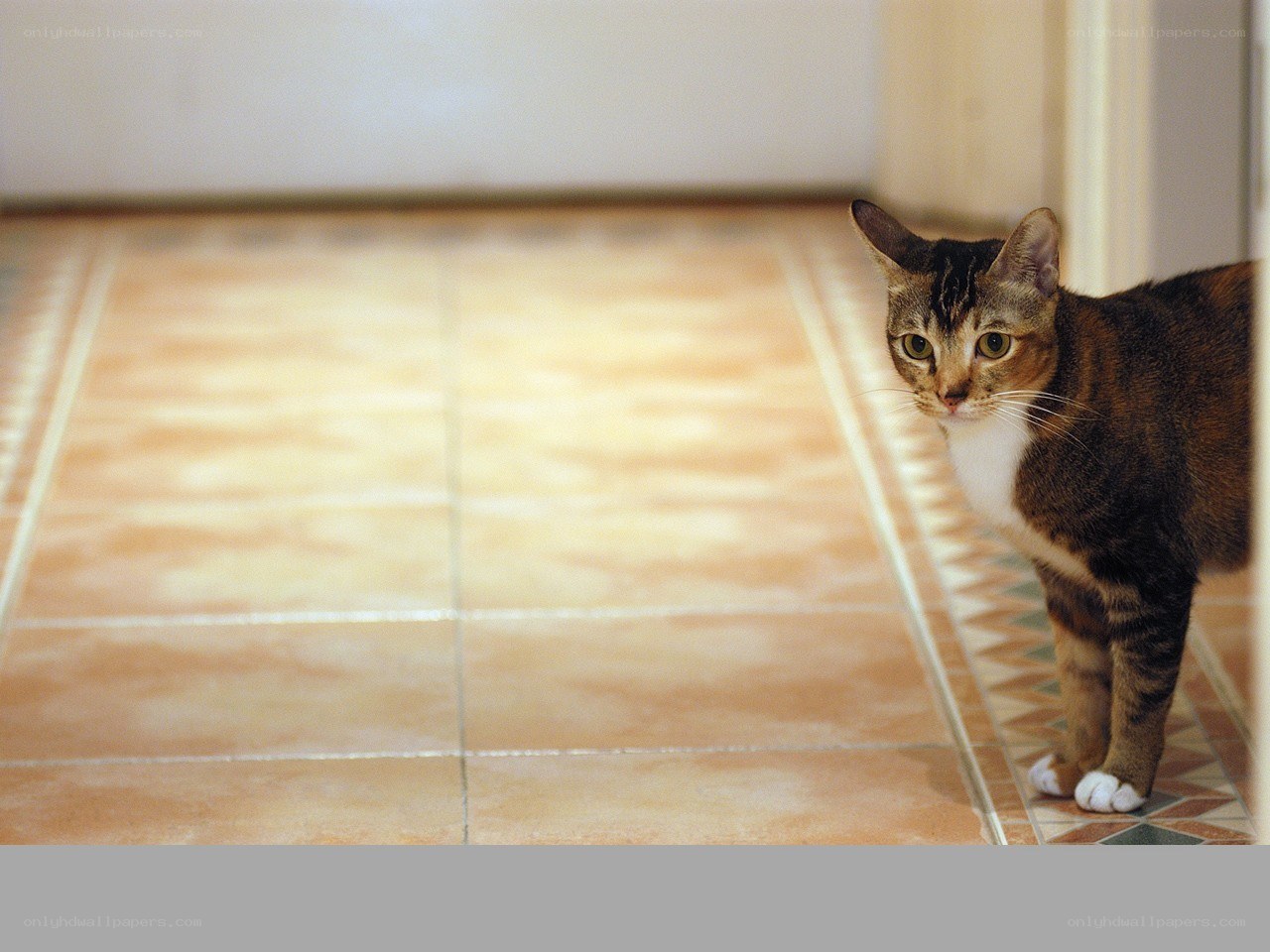 cat on tiled floor