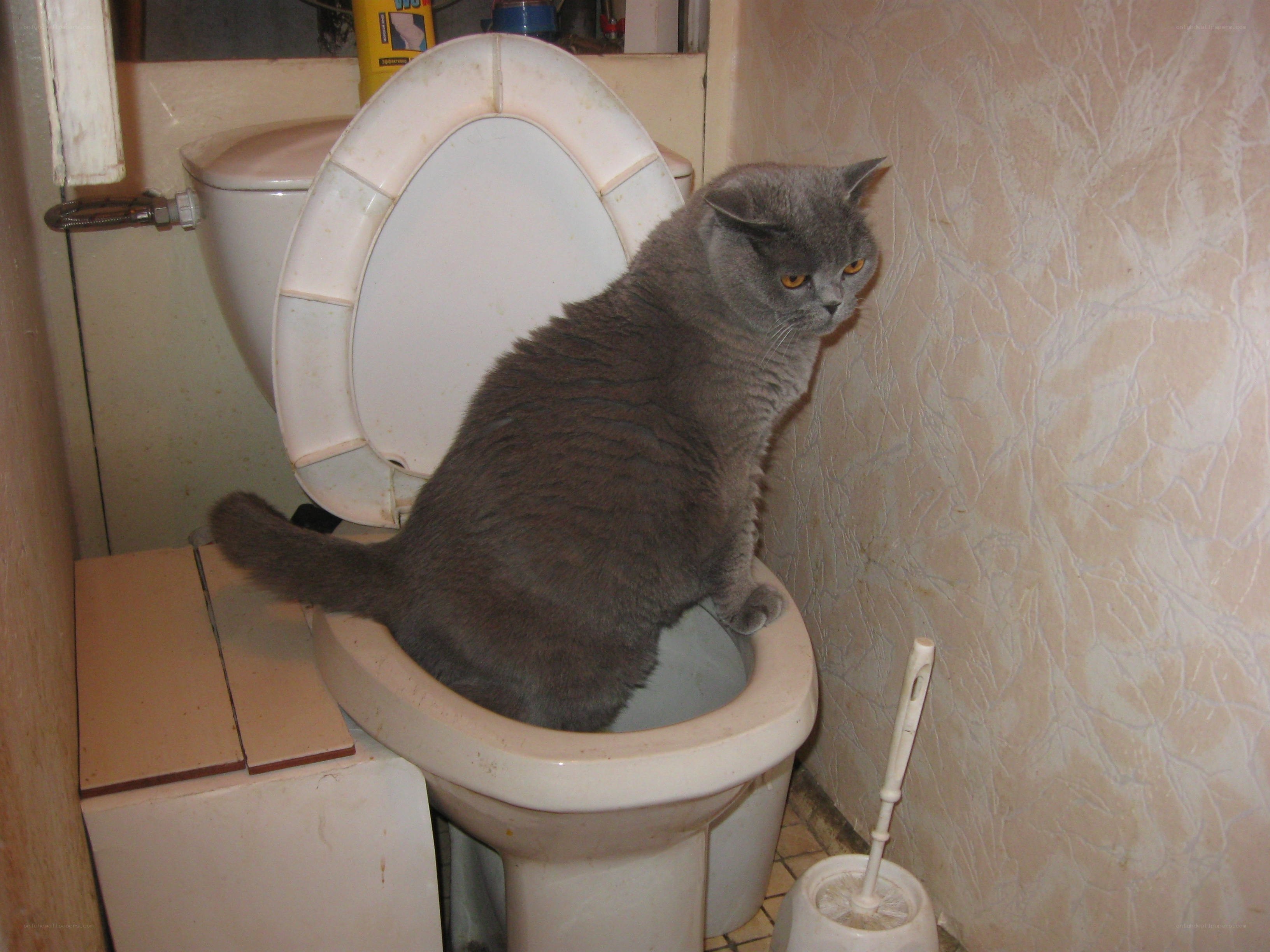cat on toilet seat