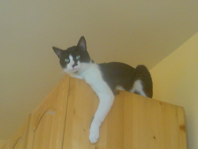 cat on top of cabinet