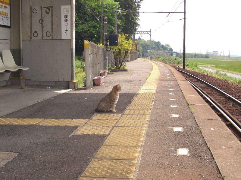 cat on train platform