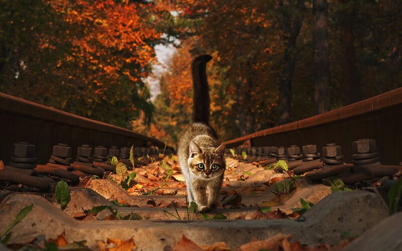 Cat on Train Tracks