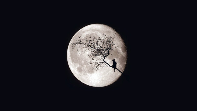Cat on Tree Branch — Black, Serene