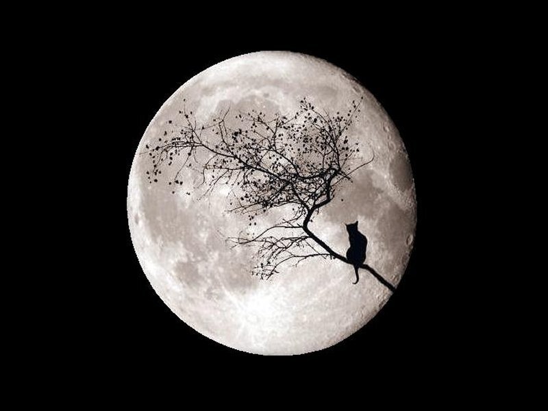 Cat on Tree Branch — Black