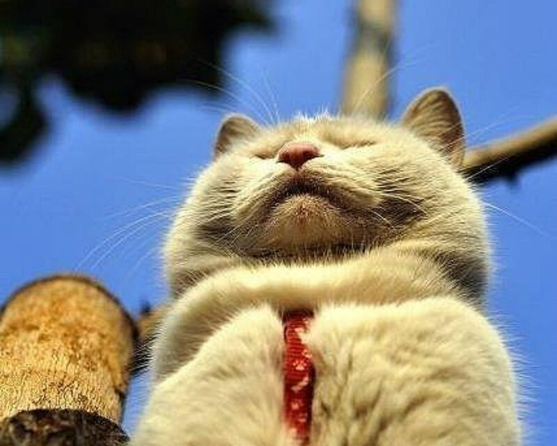 Cat on Tree Branch — Blue