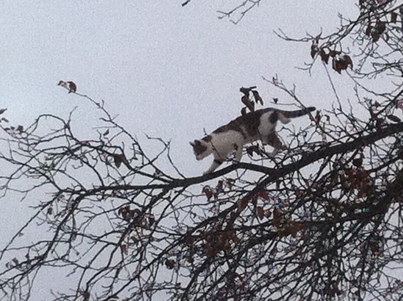Cat on Tree Branch — Gray