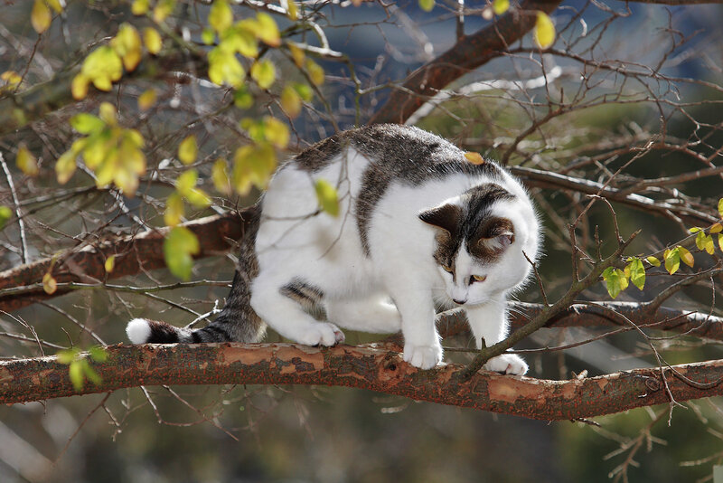 Cat on Tree Branch — White