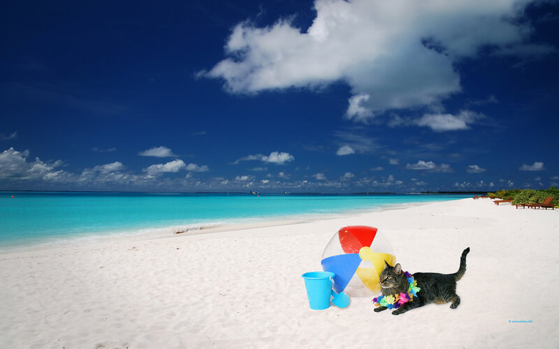 cat on tropical beach