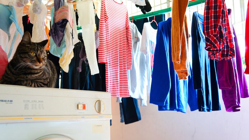 cat on washing machine with clothes