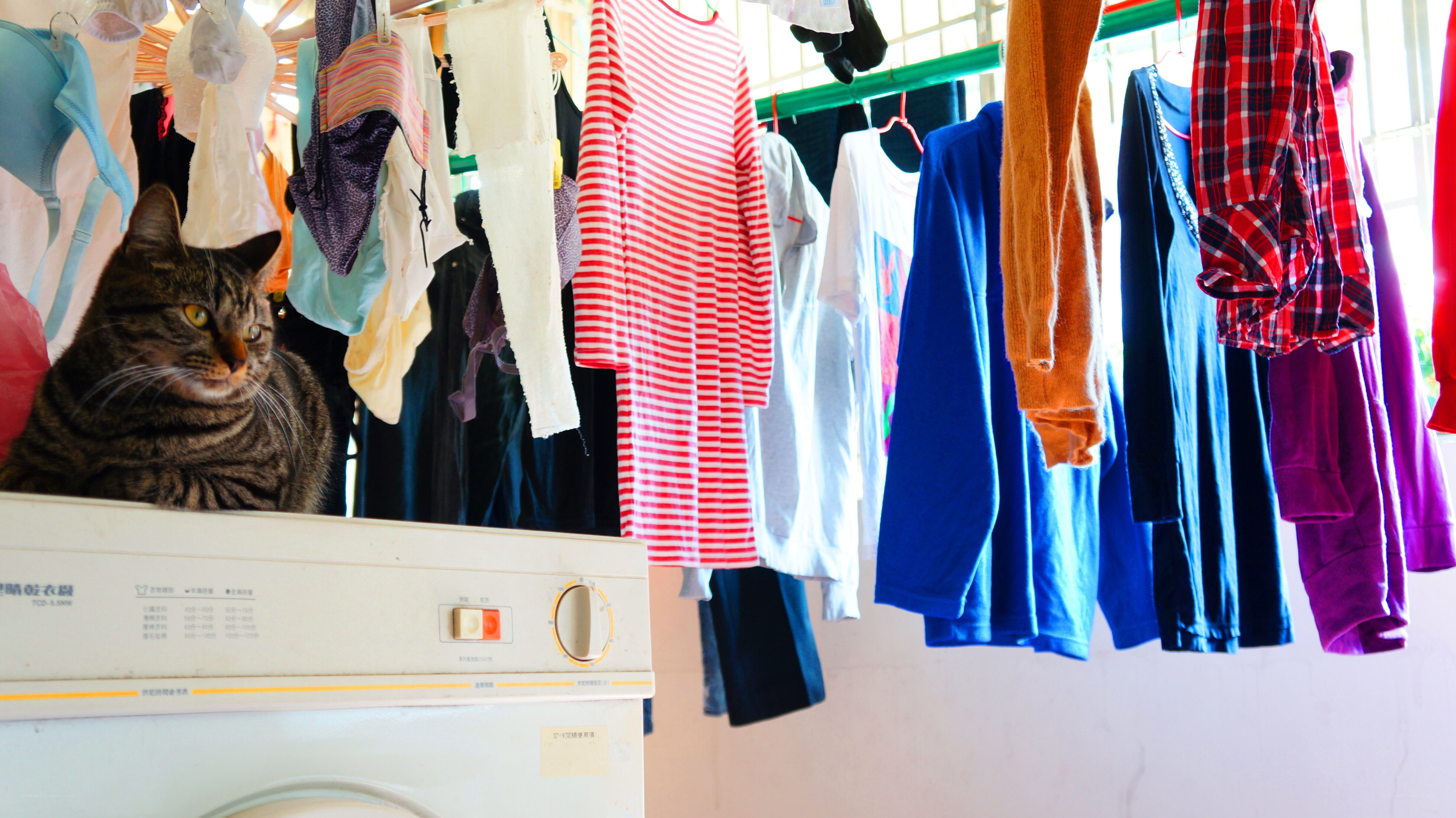 cat on washing machine with clothes