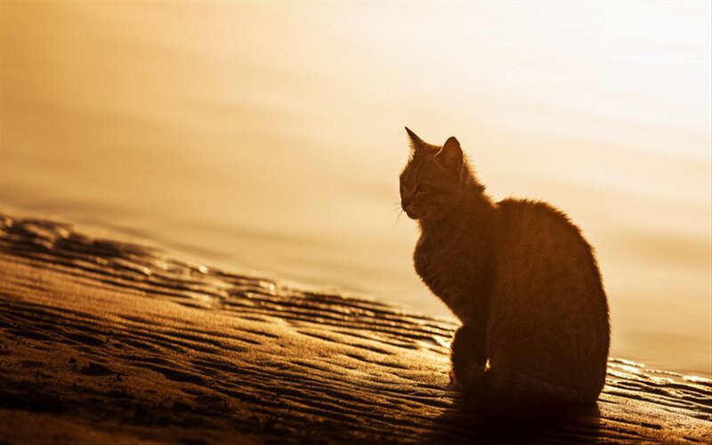 Cat on Wet Sand