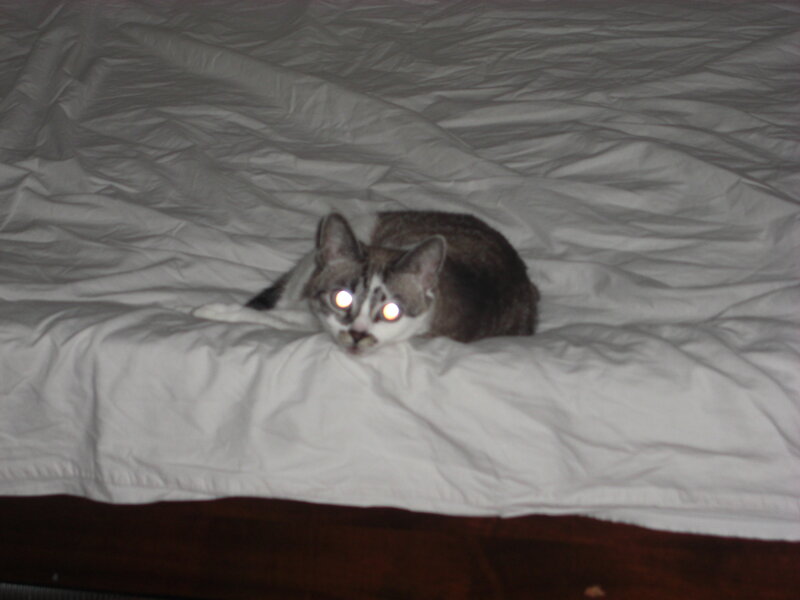 Cat on White Bed