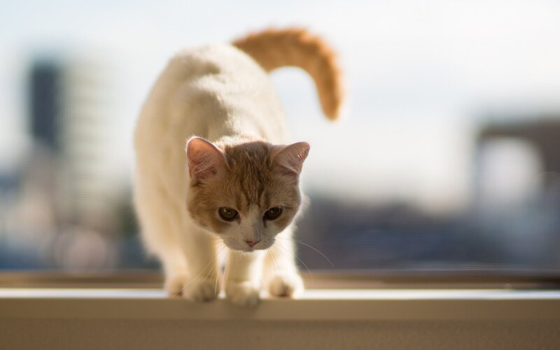 cat on windowsill