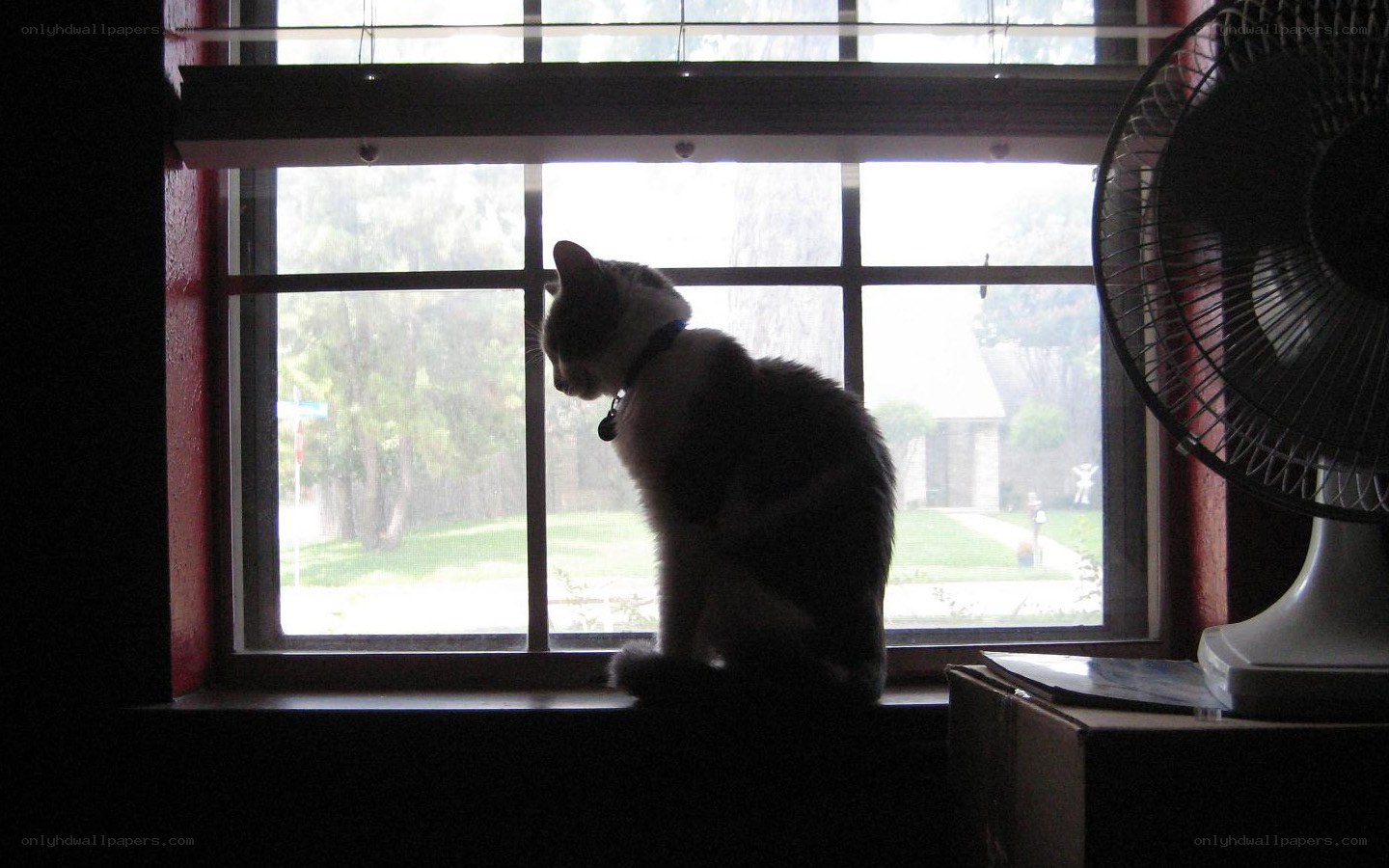 cat on windowsill at dusk