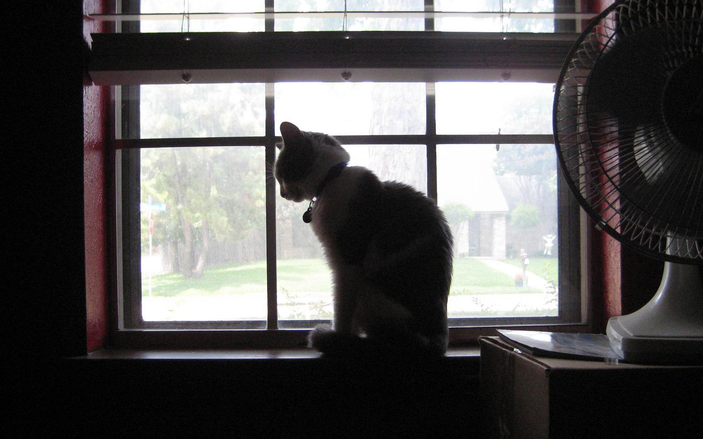 cat on windowsill at dusk