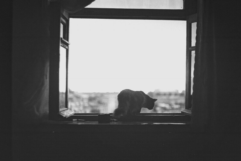 Cat on Windowsill — Black, Calm