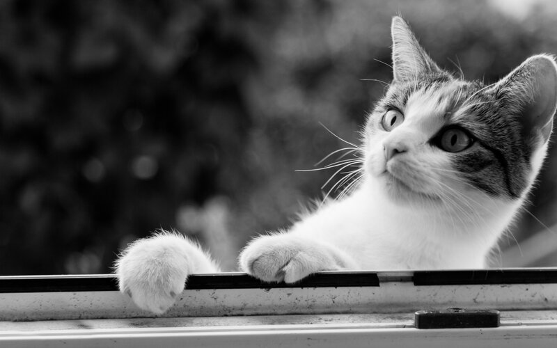 Cat on Windowsill — Black, Curious