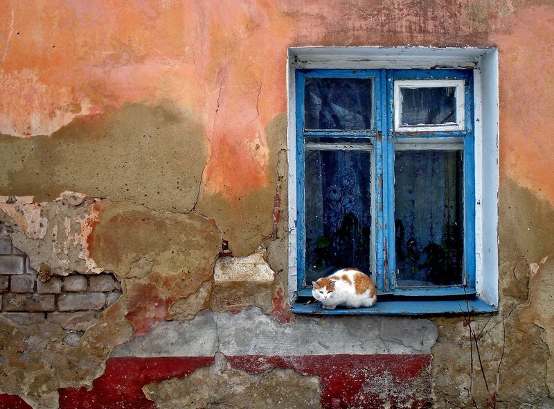 Cat on Windowsill — Blue, Calm