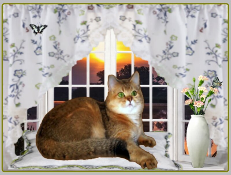 Cat on Windowsill — Brown