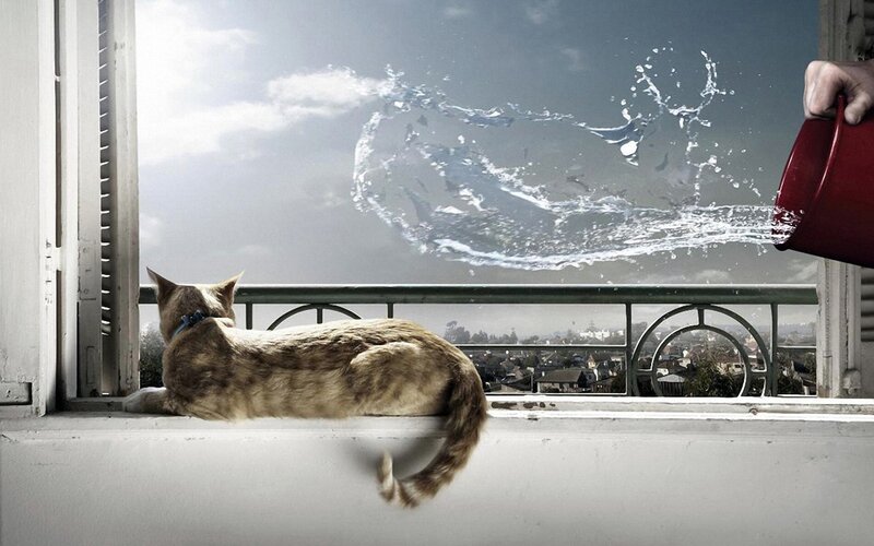 Cat on Windowsill — White, Dramatic, Afternoon, Photograph, Bucket