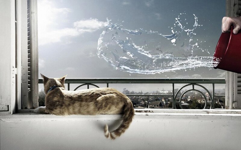 Cat on Windowsill — White, Dramatic, Afternoon