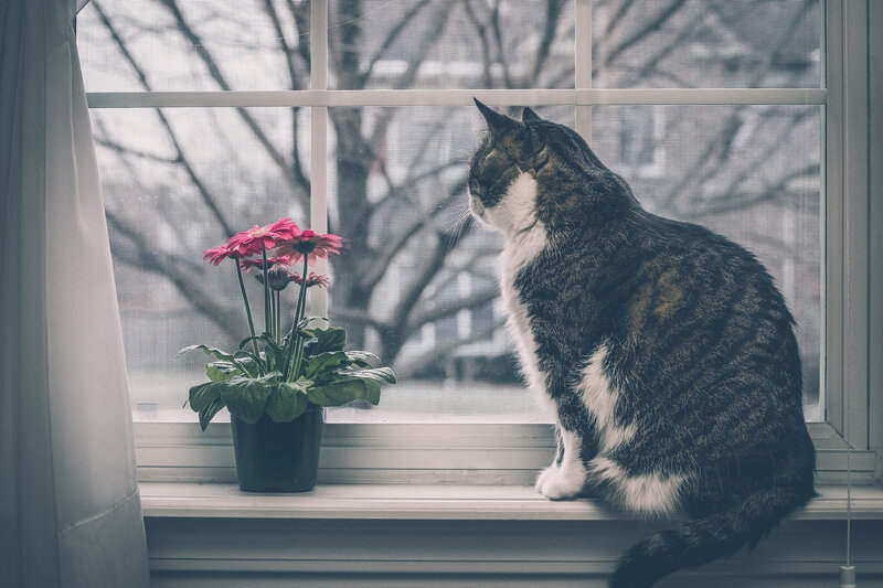 cat on windowsill with flowers