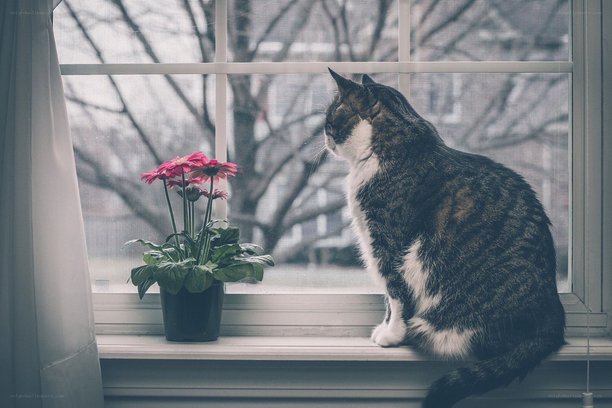 cat on windowsill with flowers
