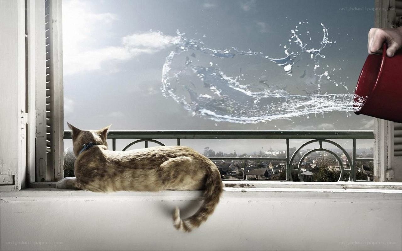 cat on windowsill with water splash