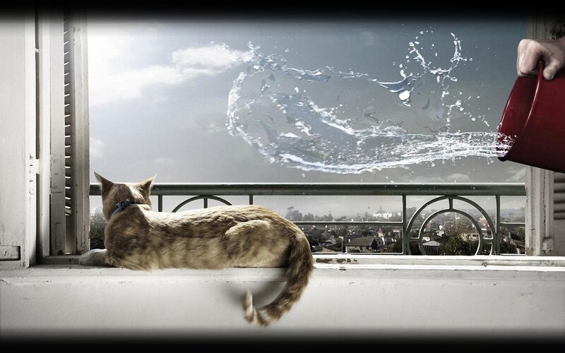 Cat on windowsill with water splash