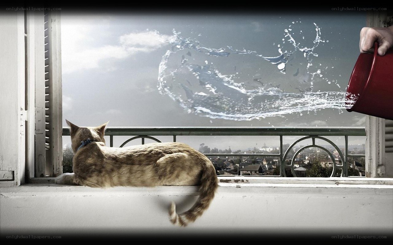 Cat on windowsill with water splash