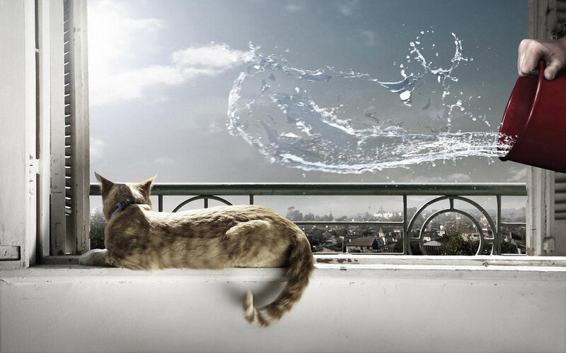 cat on windowsill with water splash