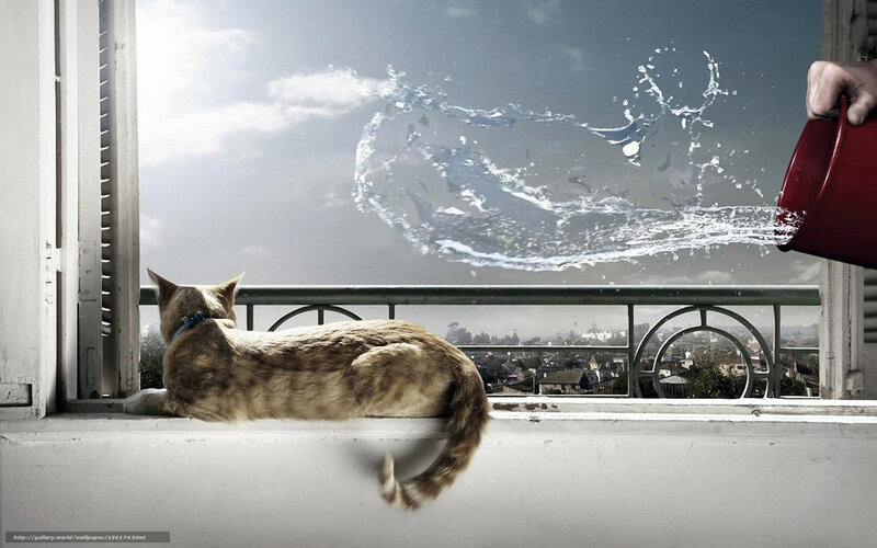 cat on windowsill with water splash